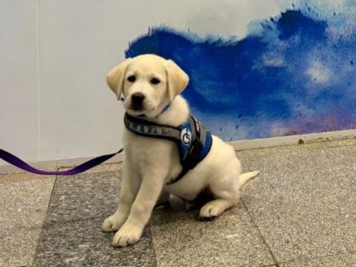 Naši lidé pomáhají vychovat asistenční psy. 