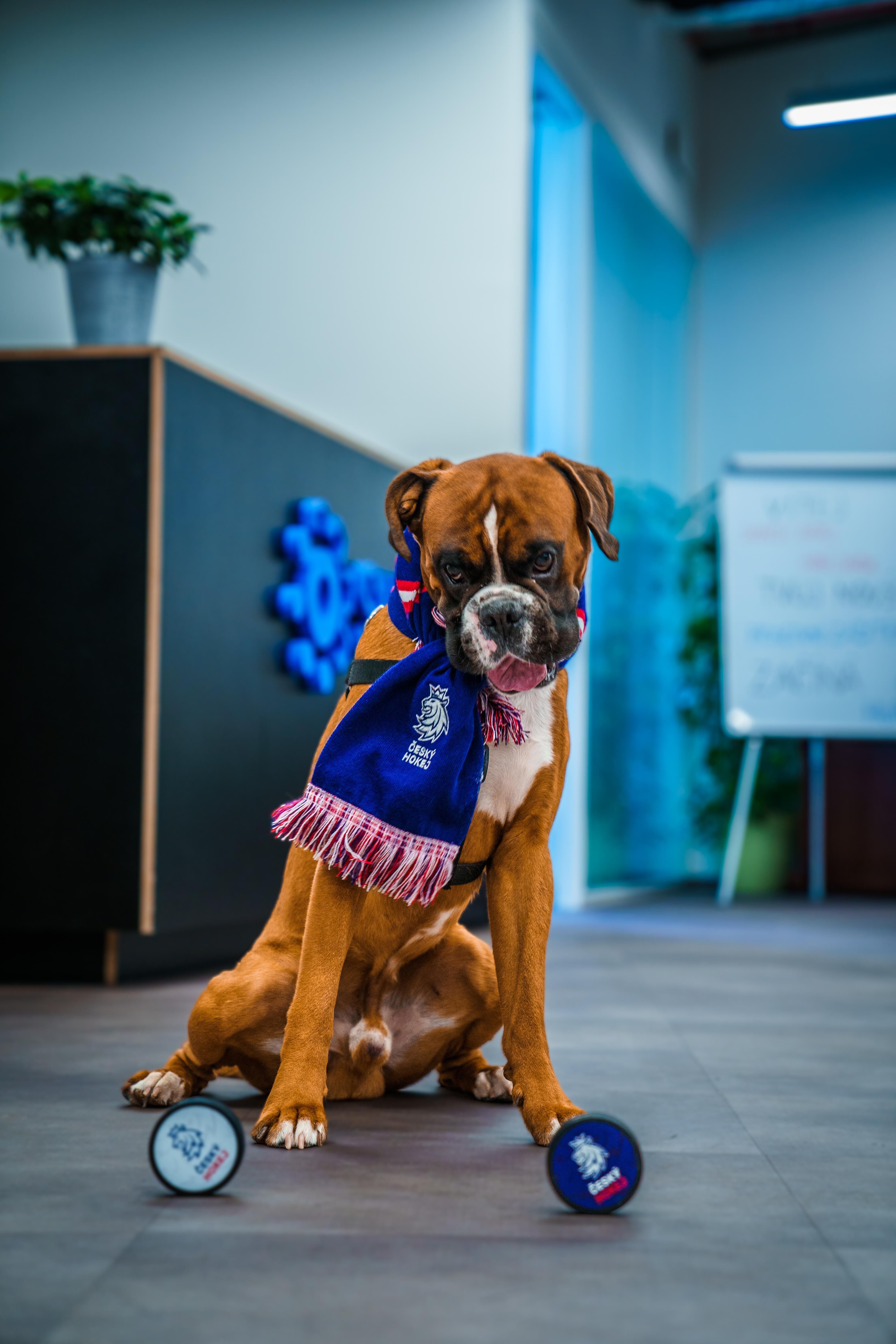 Pet friendly office
